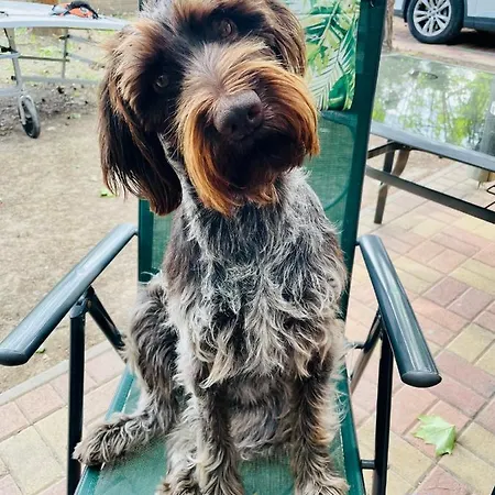 Kunfi Apartmanhaz - Jakuzzi, 4 Halo *